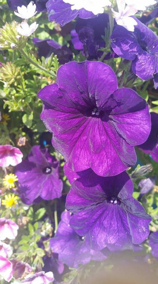 Blog Picture purple flower