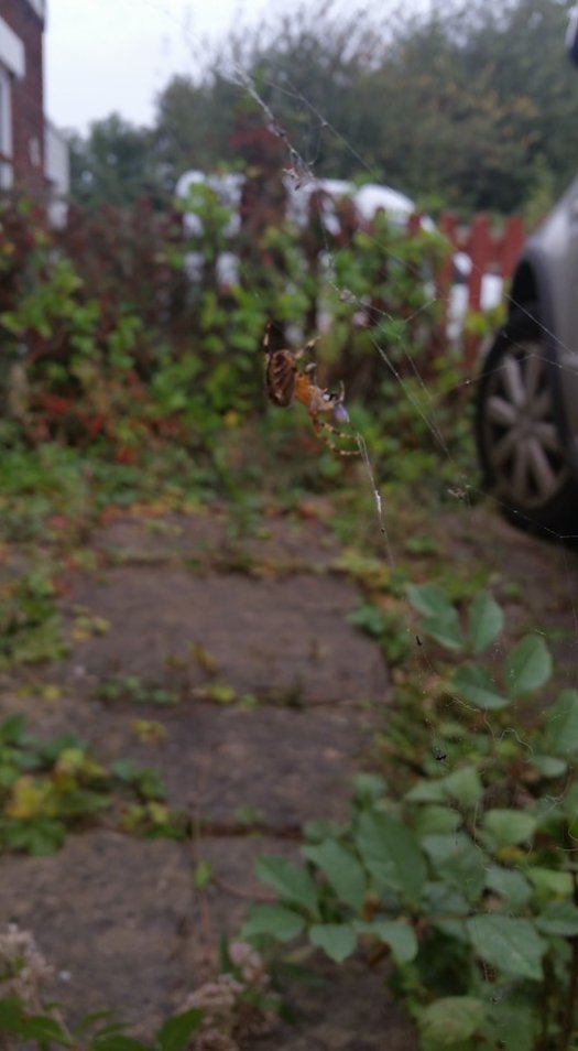 Blog Picture - Spider